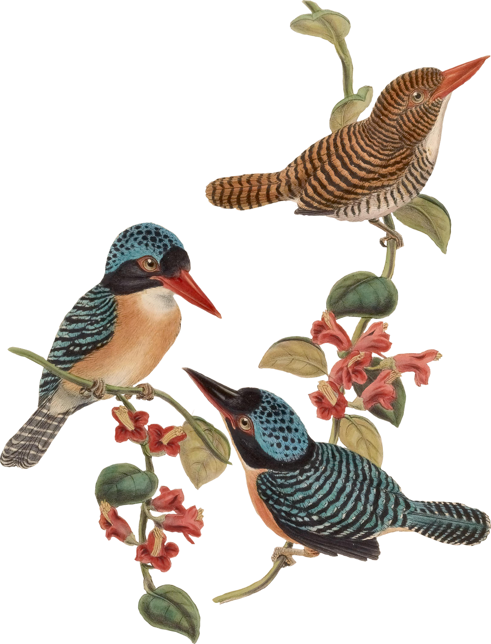 Birds on Branch Illustration